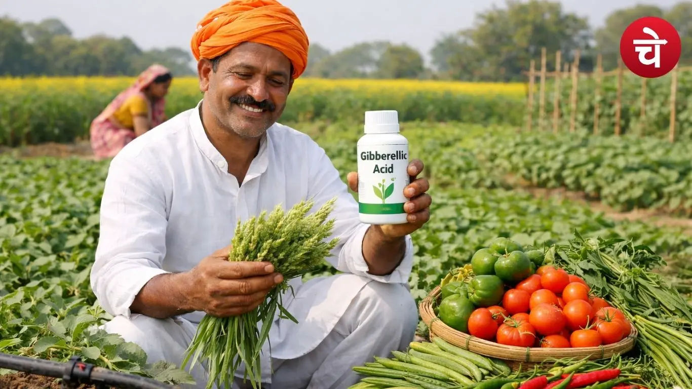 Farming with gibberellic acid