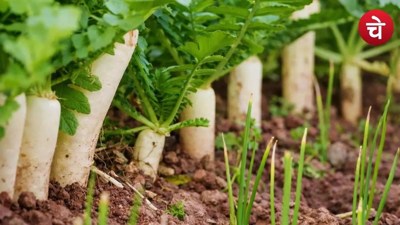 Radish cultivation