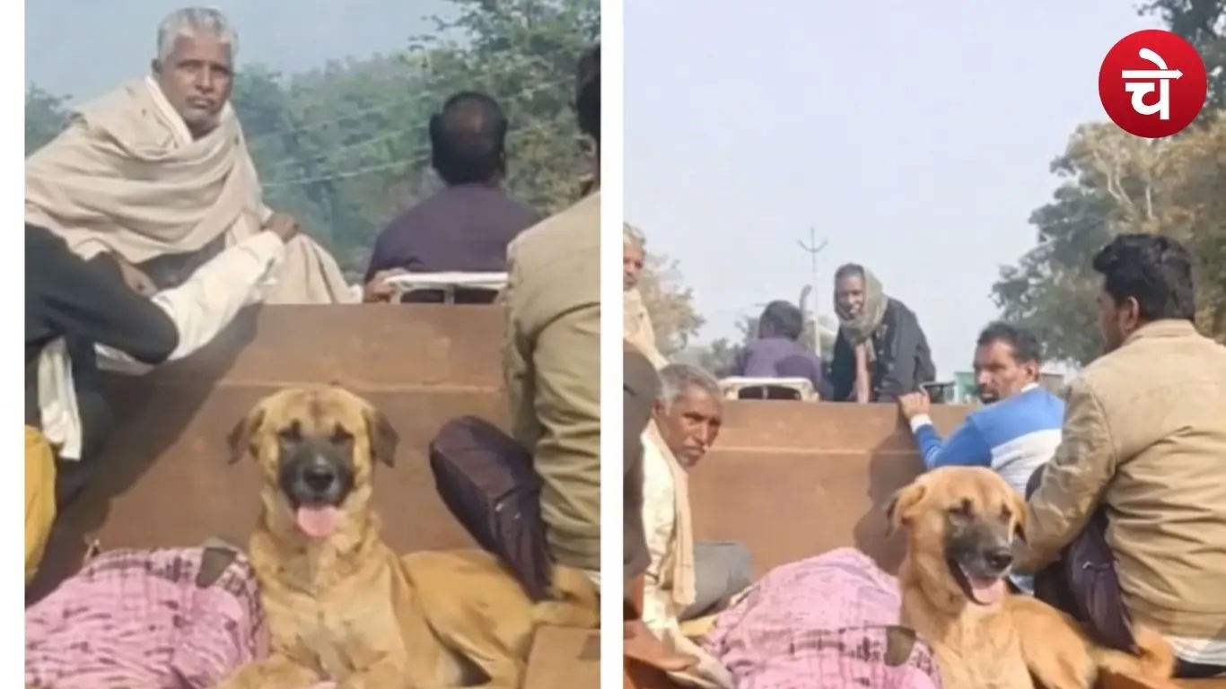 The dog became the guard