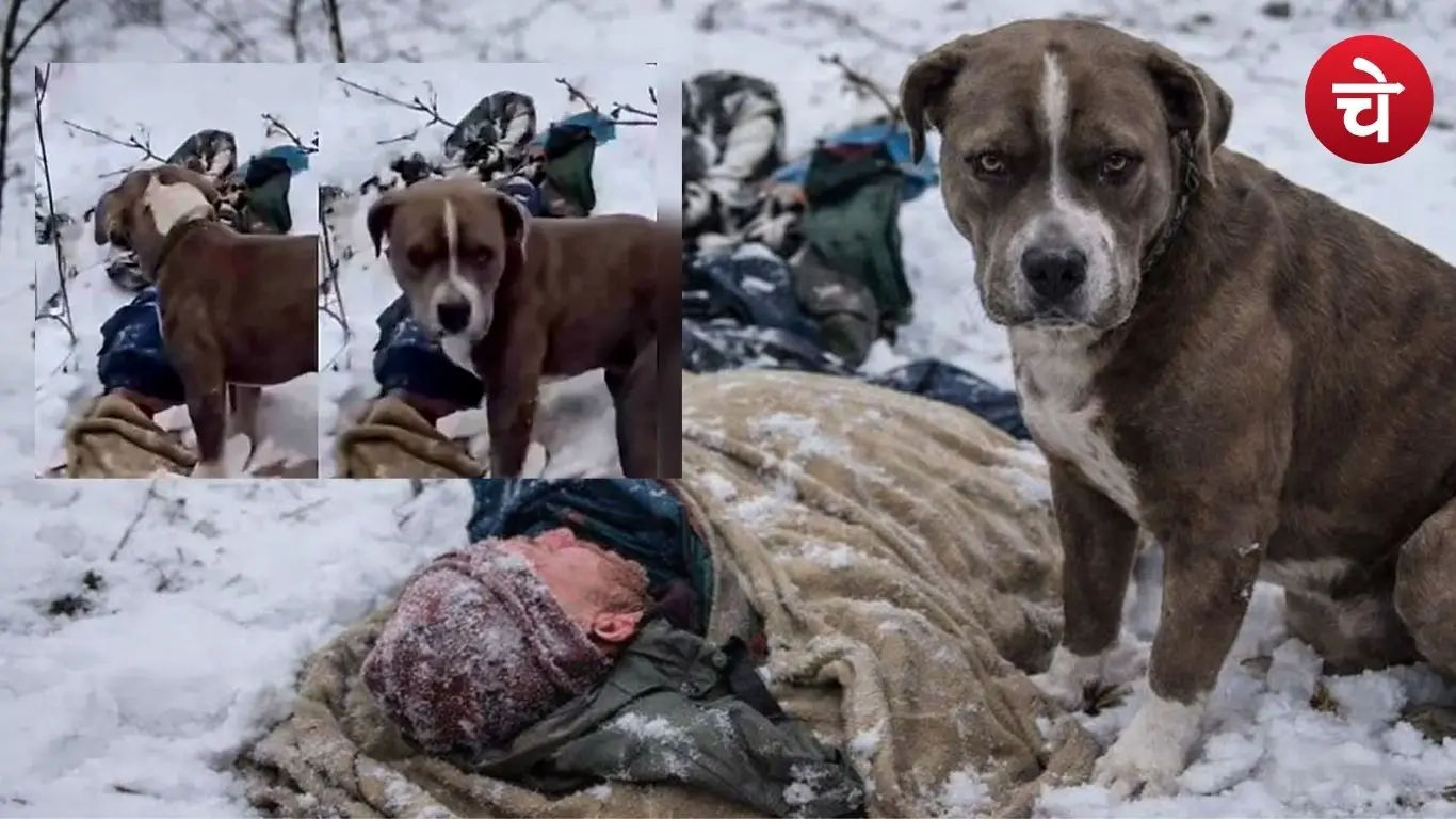 The ice broke, loyalty of the dog