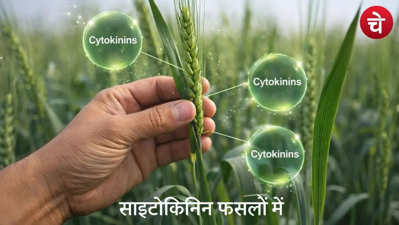 The role of cytokinins