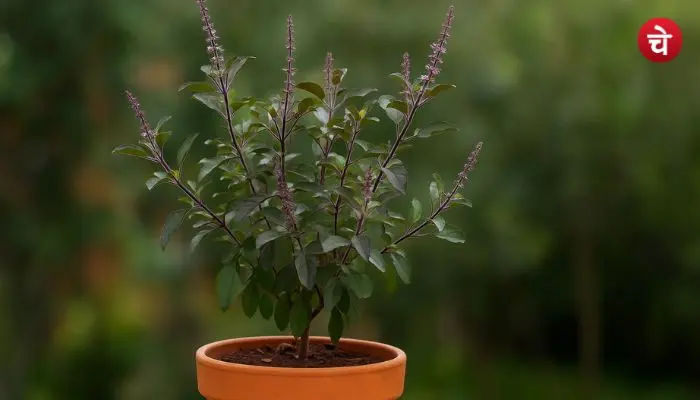 Tulsi