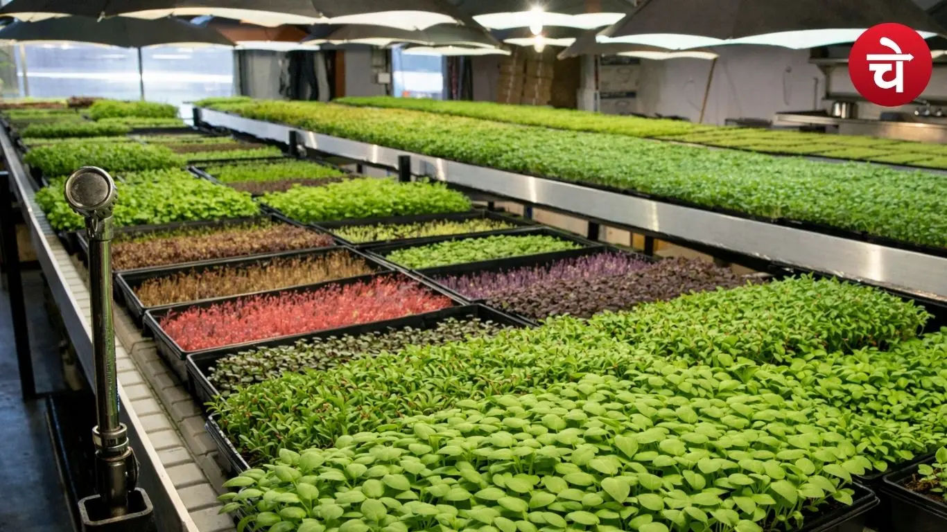 जाने माइक्रोग्रीन्स: स्वाद, स्वास्थ्य और व्यवसाय का नया विकल्प