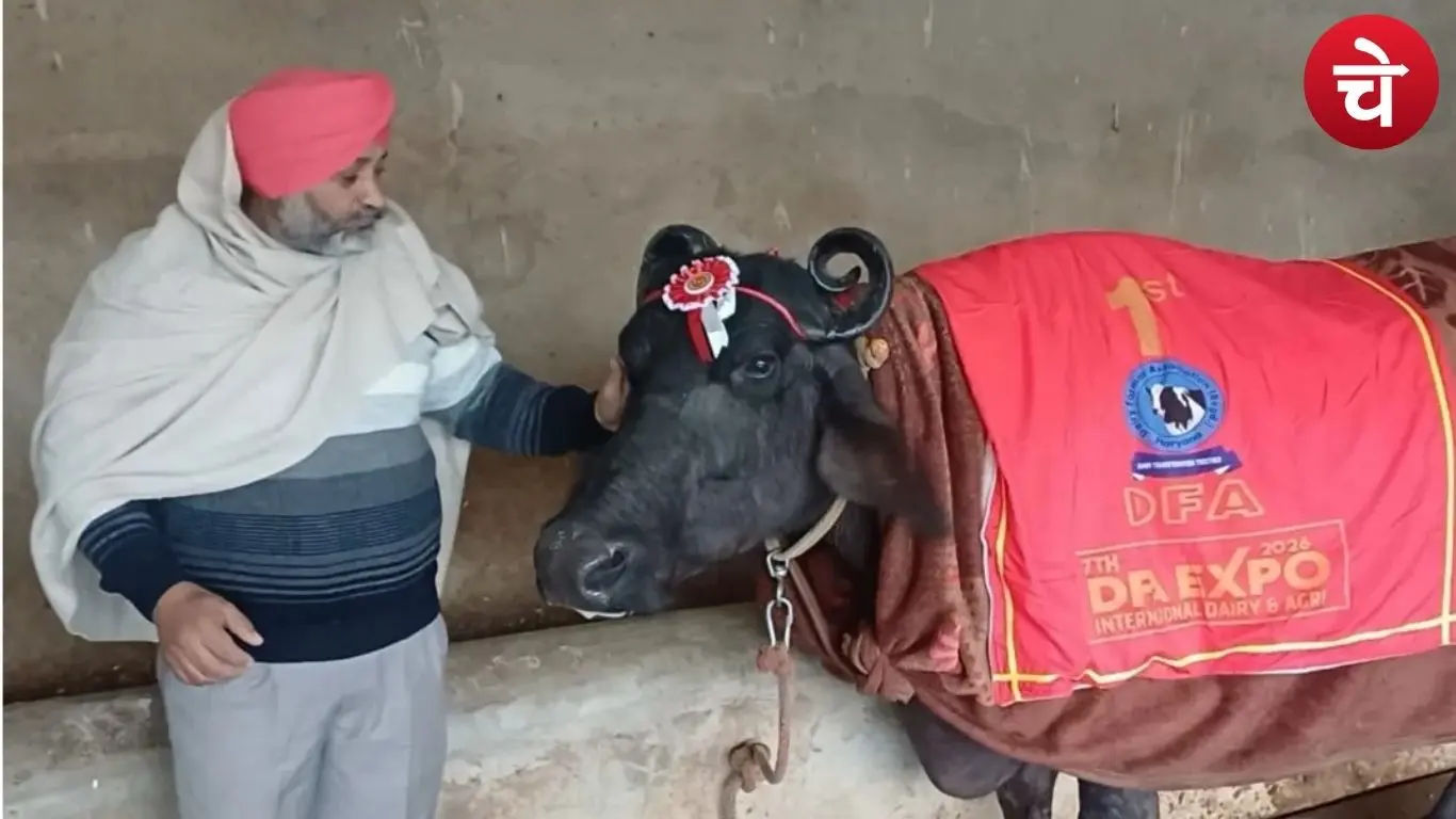 अंबाला के किसान बिल्लू की मुर्रा भैंस ‘सुंदरा’