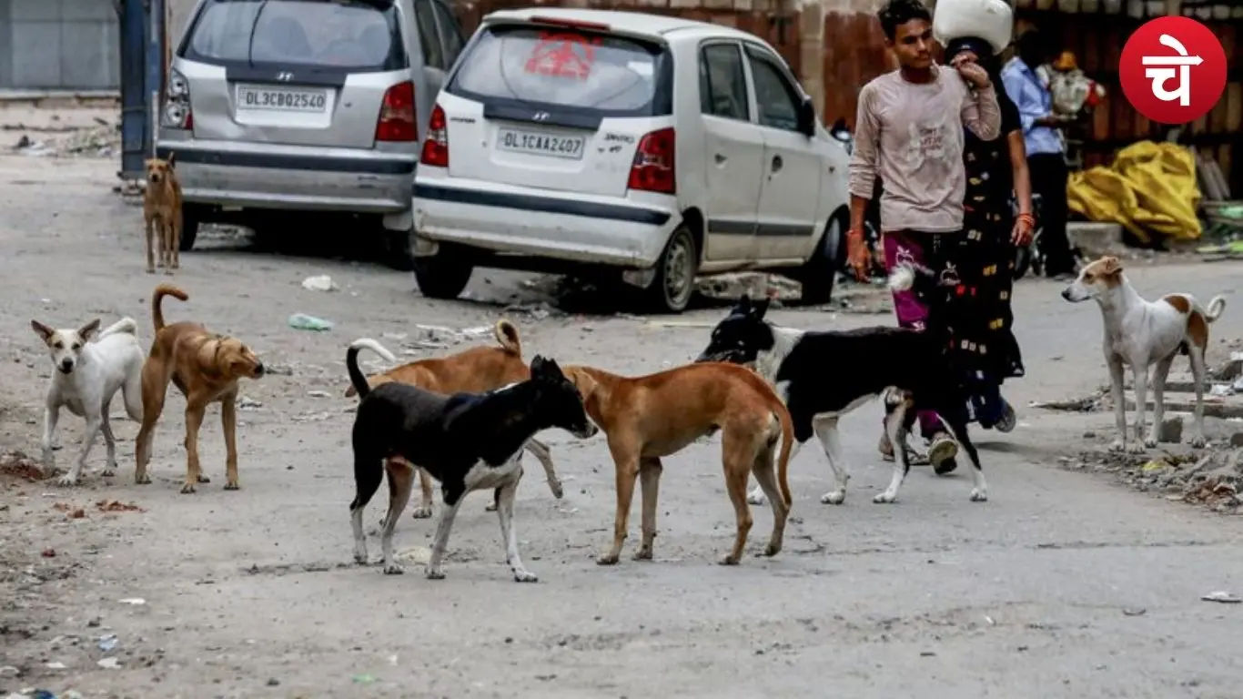 आवारा कुत्ते