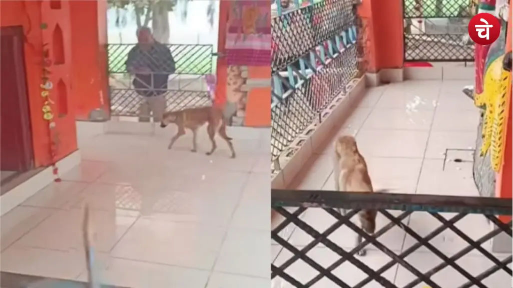 बिजनौर भक्त कुत्ता