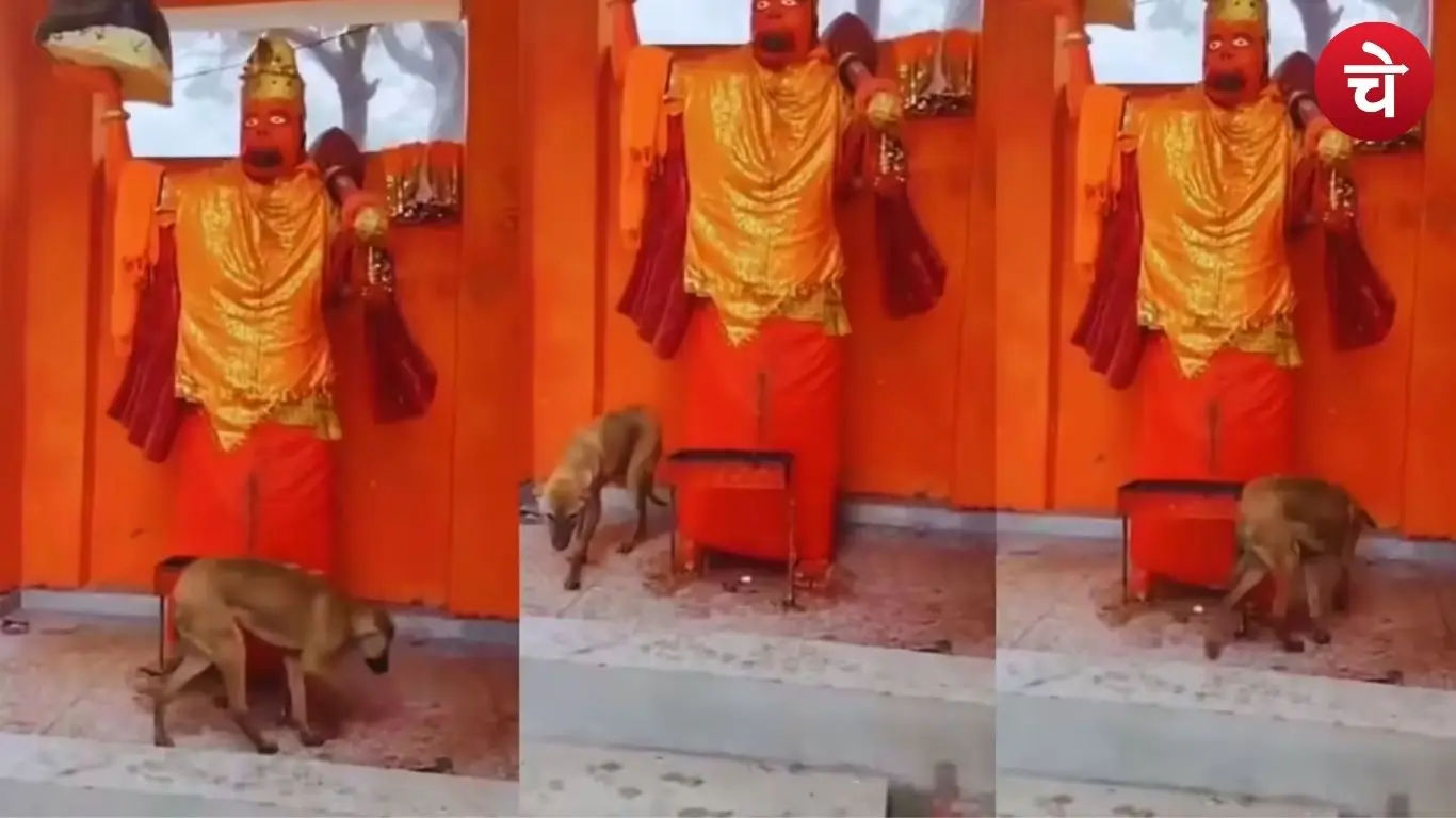 भूख-प्यास से कमजोर कुत्ते की हालत बिगड़ी