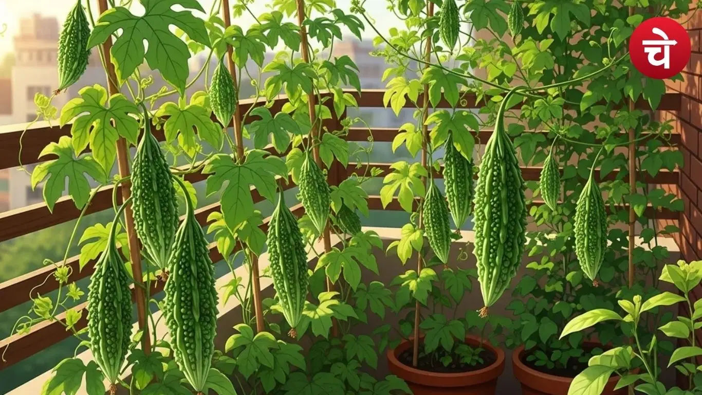 Grow Bitter Gourd At Home