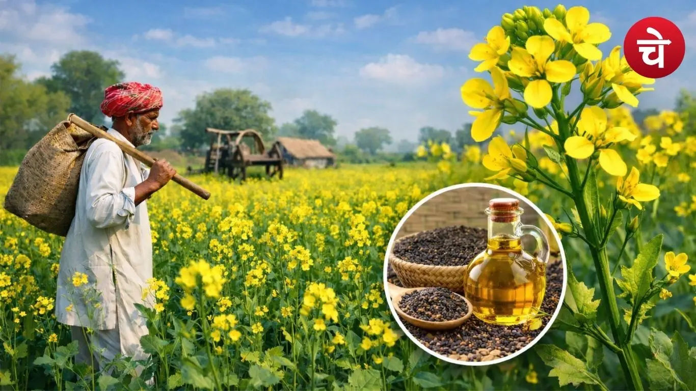 Mustard cultivation