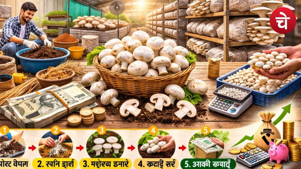 घर बैठे कमाएं, कम लागत में मशरूम की खेती से मिलेगी तगड़ी कमाई