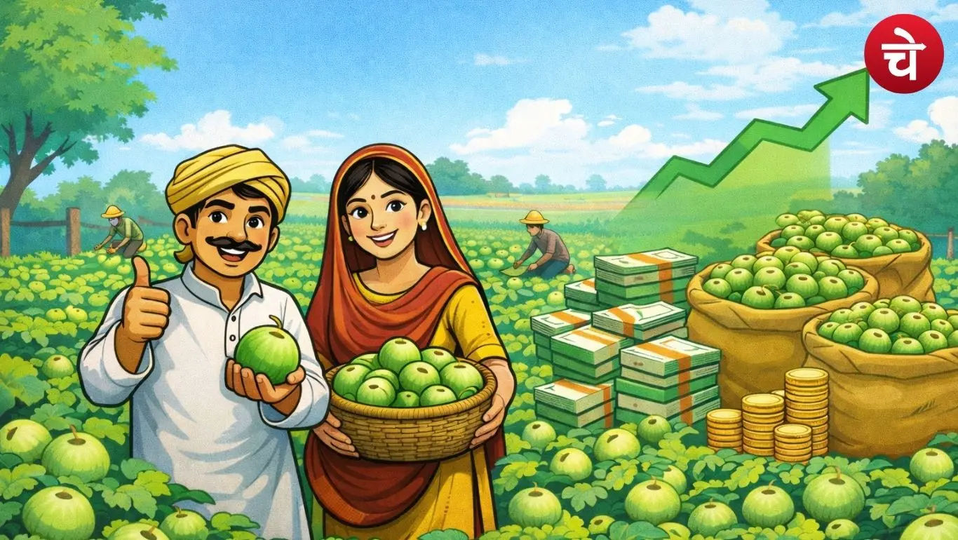 Tinda cultivation