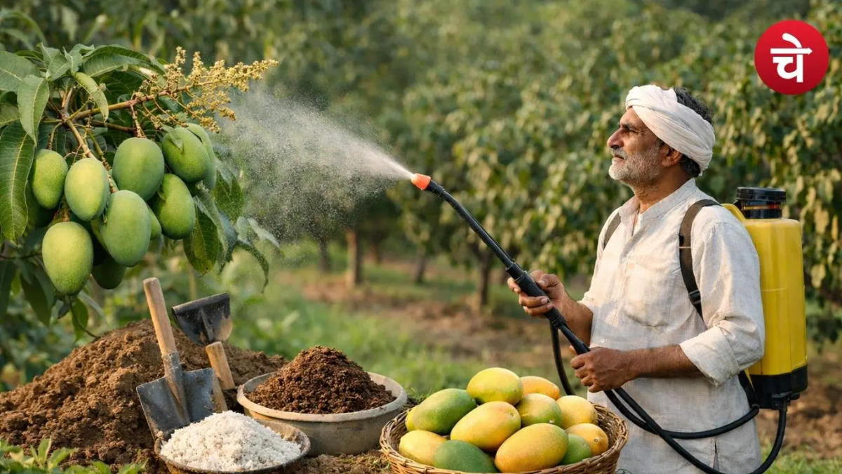 आम की फसल में मिठास और पैदावार बढ़ाने के लिए फरवरी-मार्च में अपनाएं ये खास उपाय