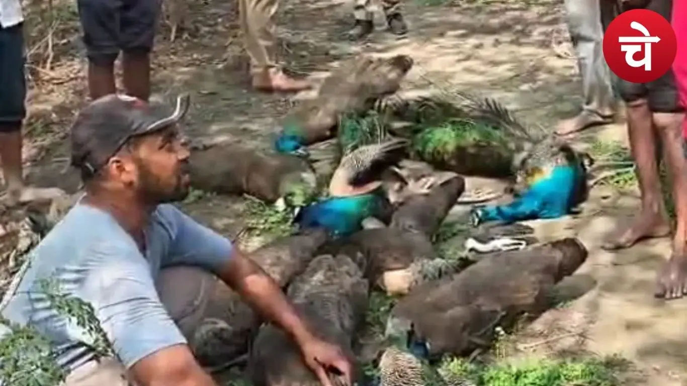 खेतों में मृत मिले राष्ट्रीय पक्षी मोर