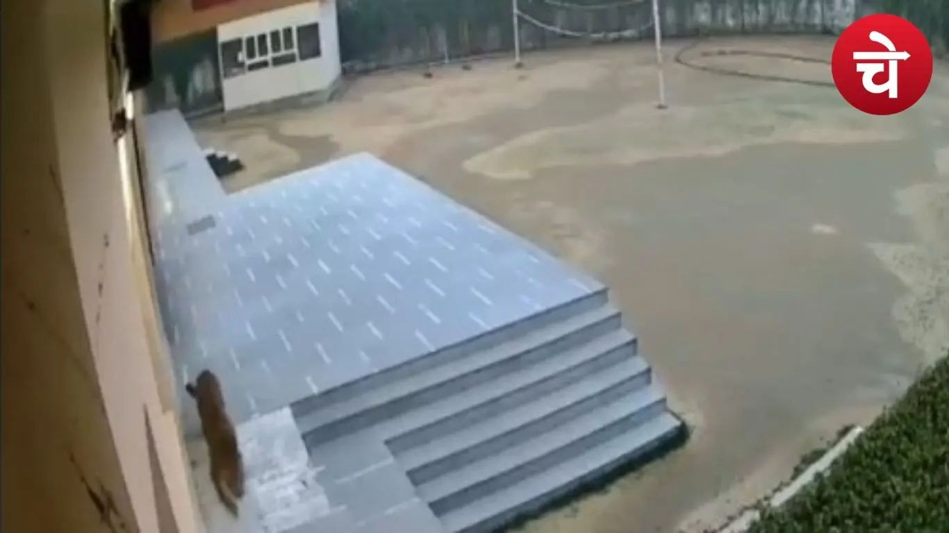 स्कूल परिसर में तेंदुए की हलचल