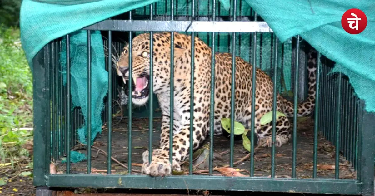 Leopard trapped in a cage