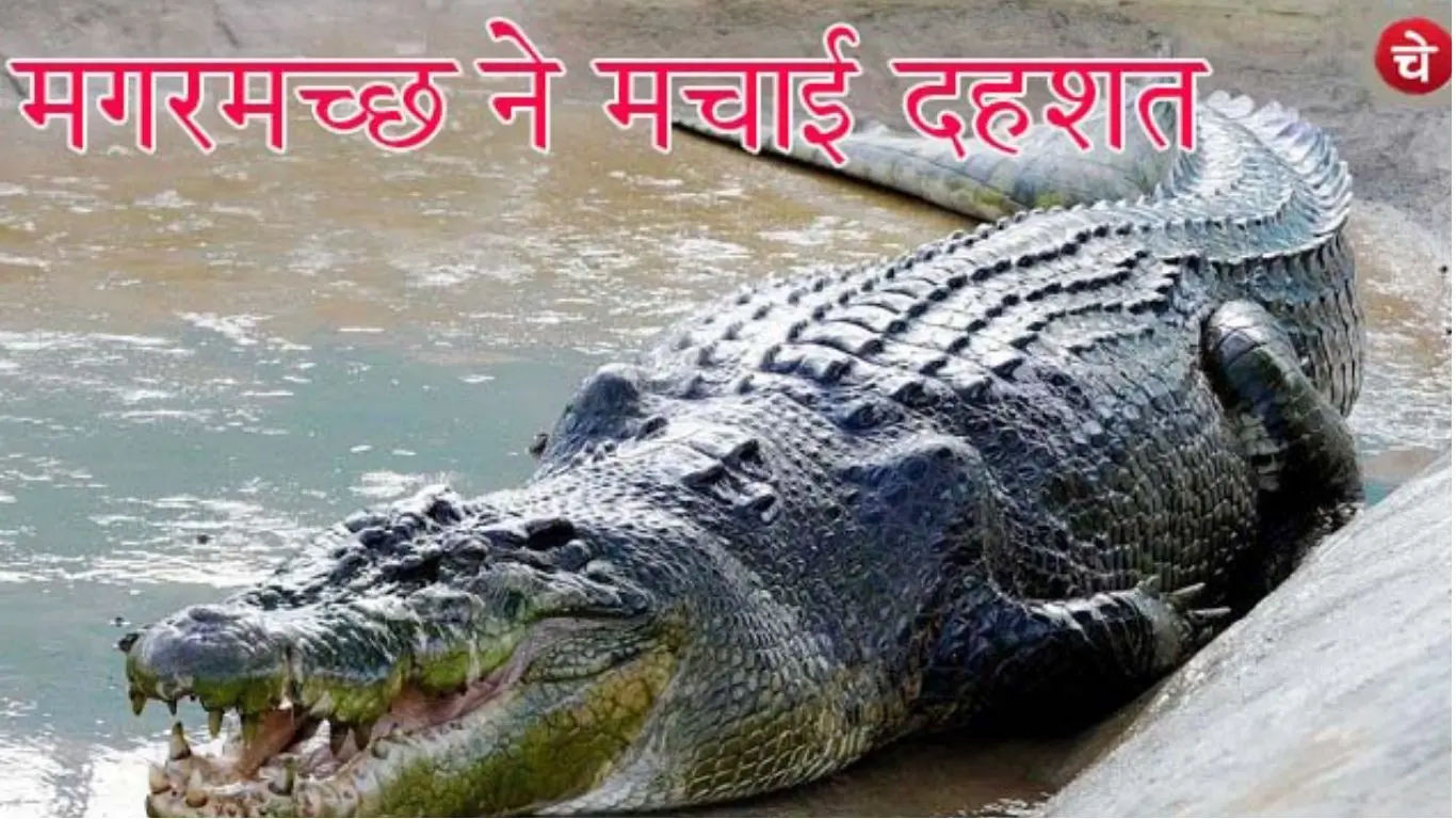 Rajpal Kashyap (1)