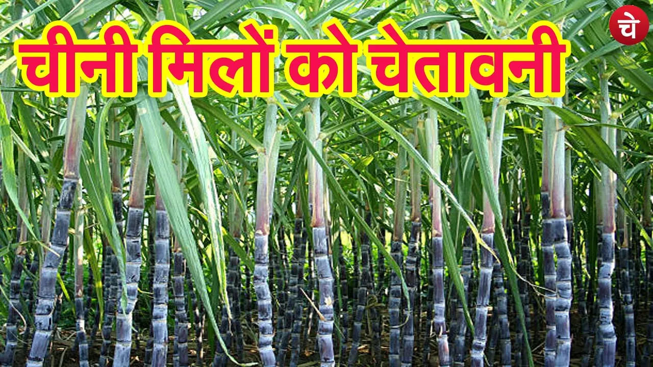 Sugar cane