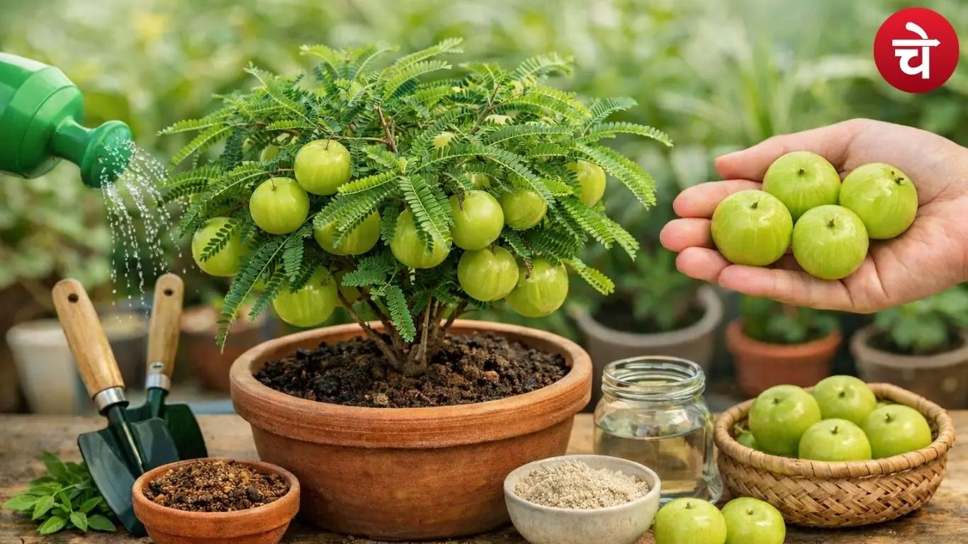 Amla plant