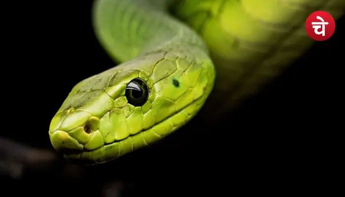 Deadly Snakes