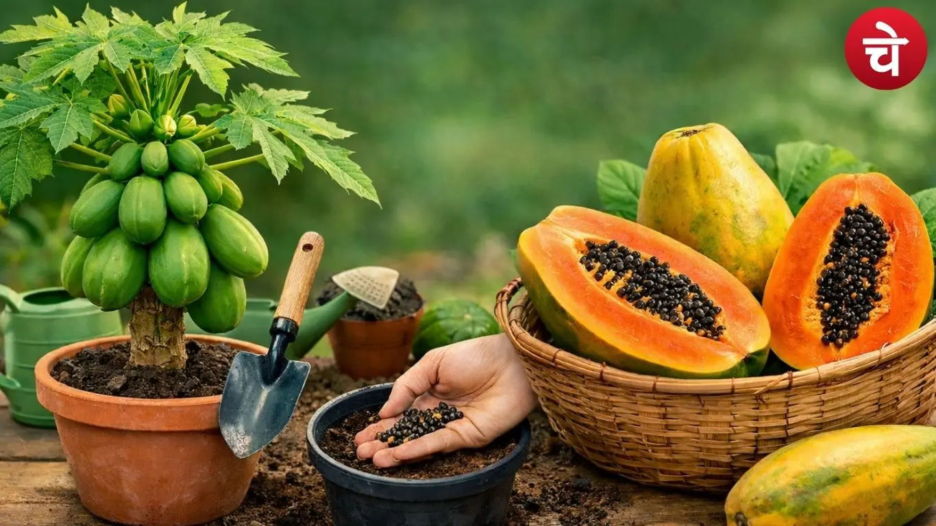 Grow Papaya at Home