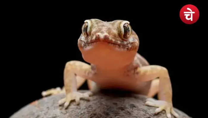 Lizard