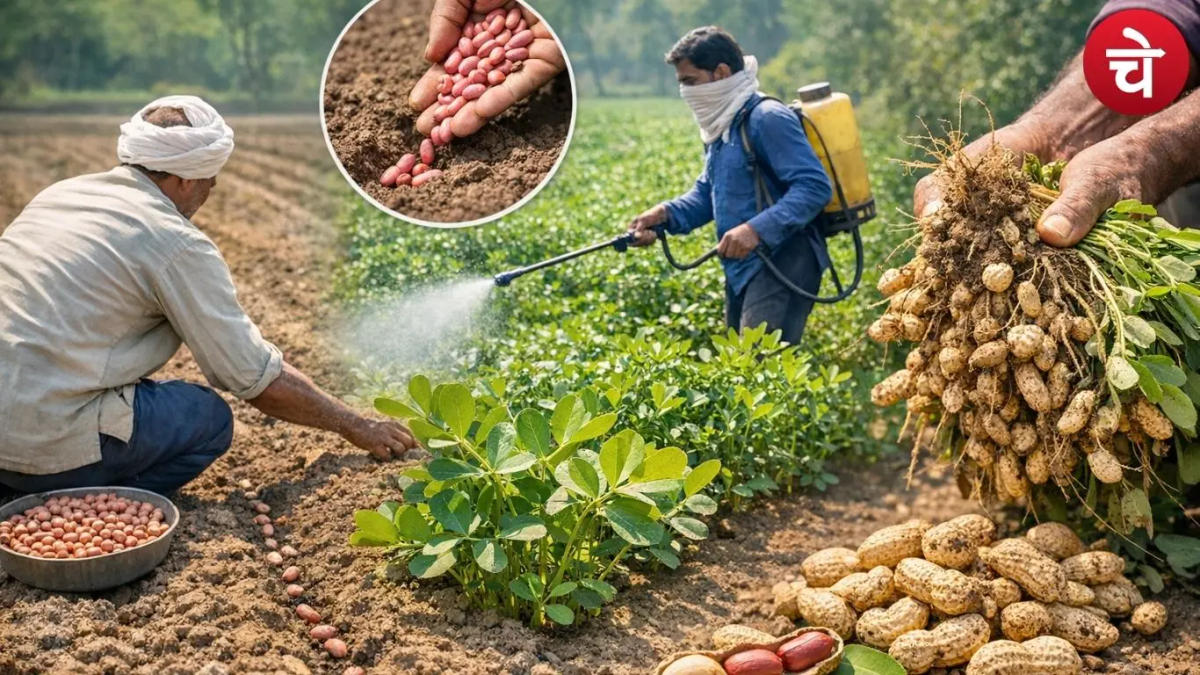 मूंगफली की खेती से कम लागत में दोगुना मुनाफा, जानिए बुवाई का सही समय और टिप्स