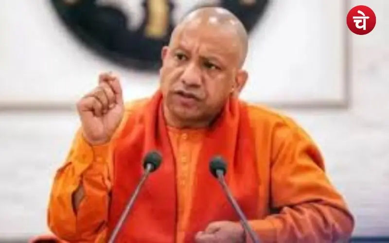 yogi