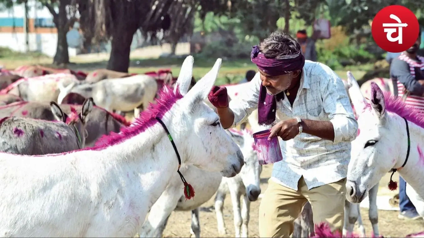 गधा पालन में निवेश का मौका