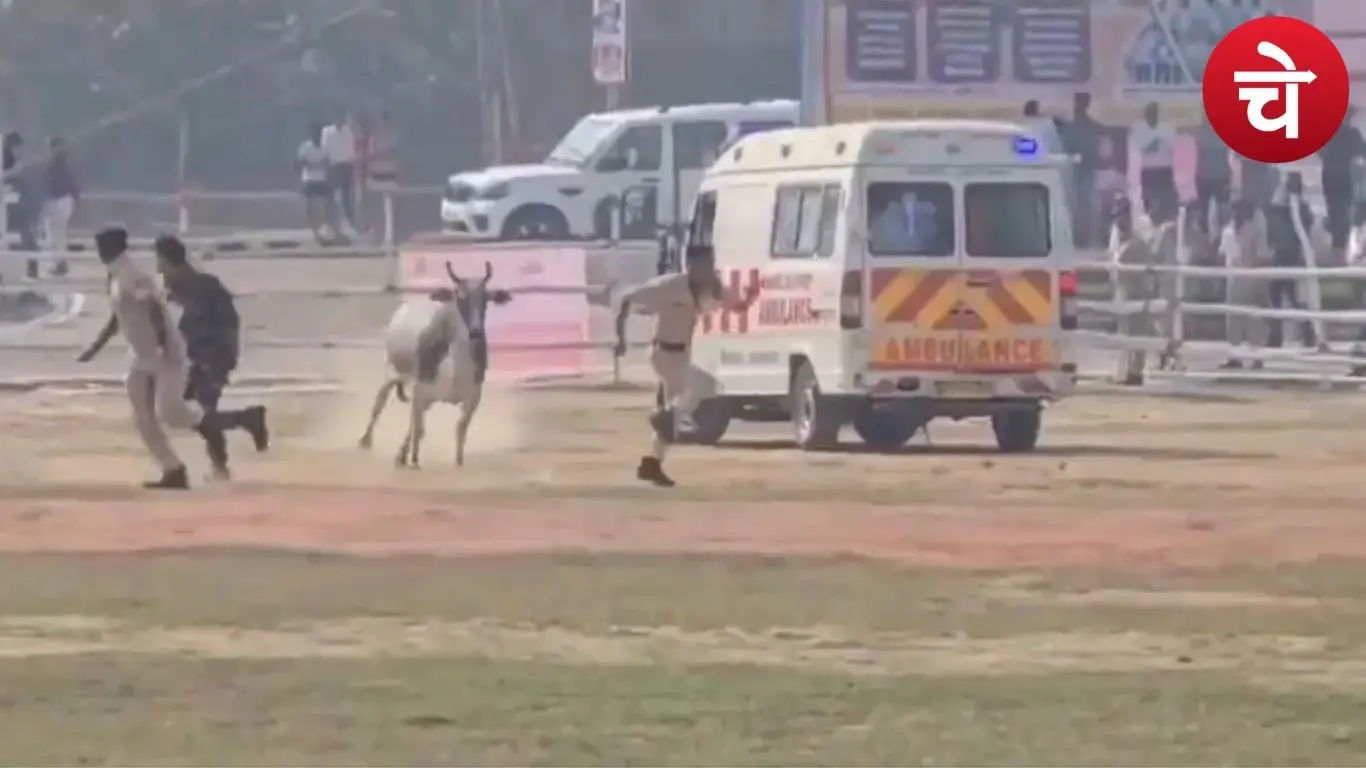 हेलीपैड में घुसा सांड