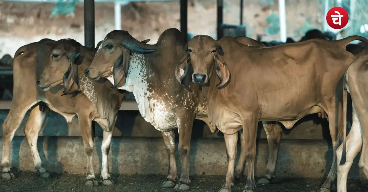 cow
