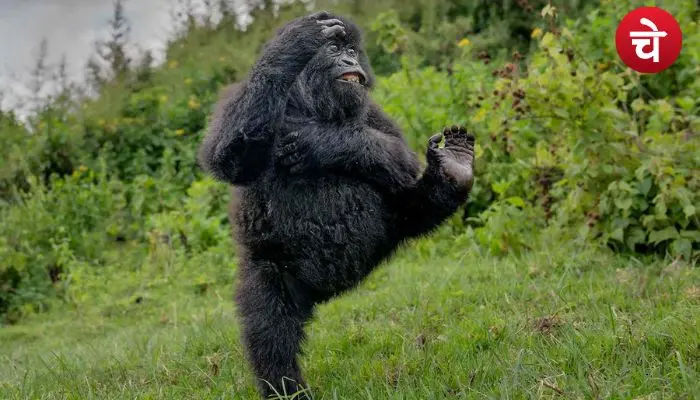 gorilla dance