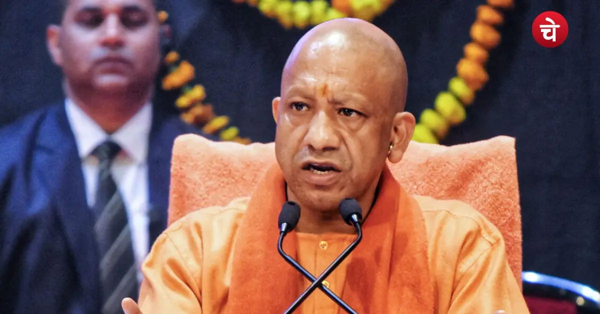yogi
