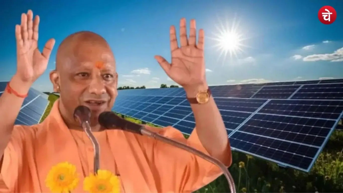 yogi (26)