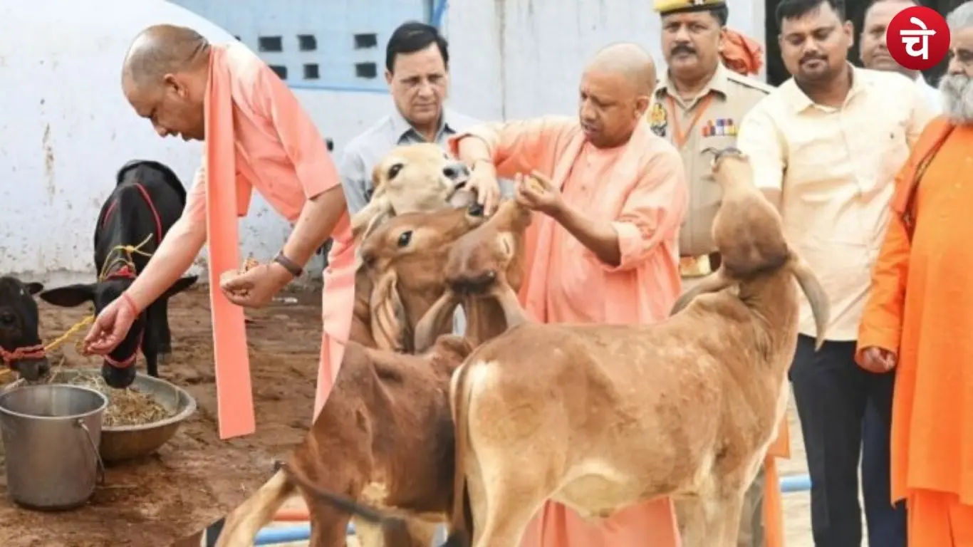yogi (27)