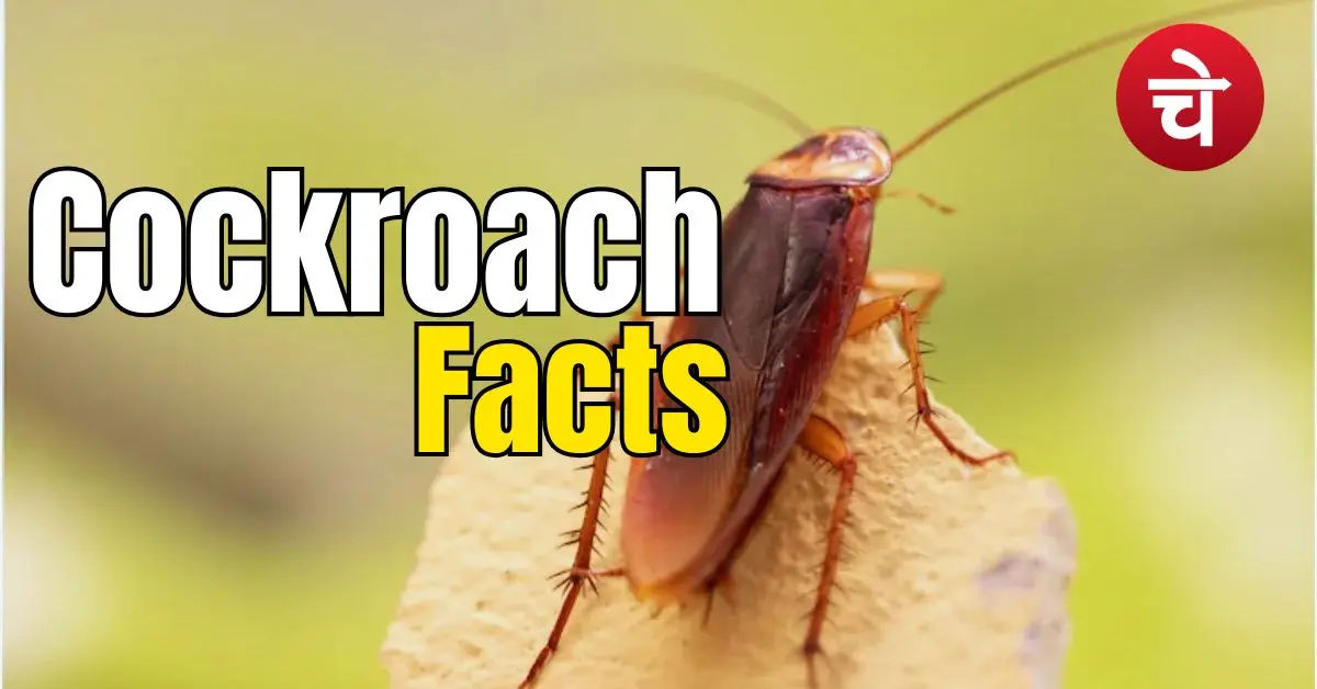Cockroach Facts
