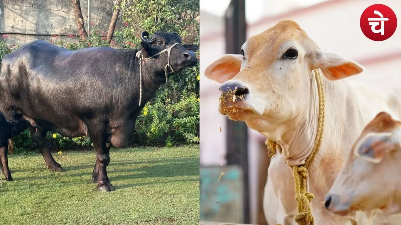 Cow and Buffalo