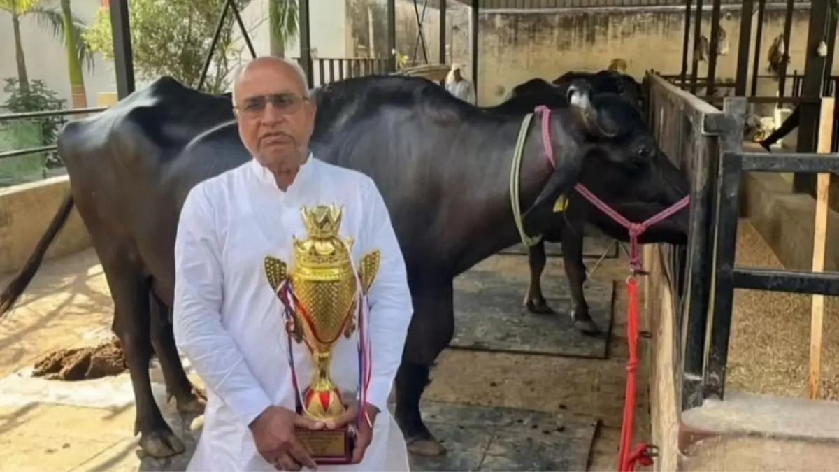 सहारनपुर की गार्गी बनी चर्चा का केंद्र, 50 लाख कीमत 23 लीटर दूध देकर रचा रिकॉर्ड