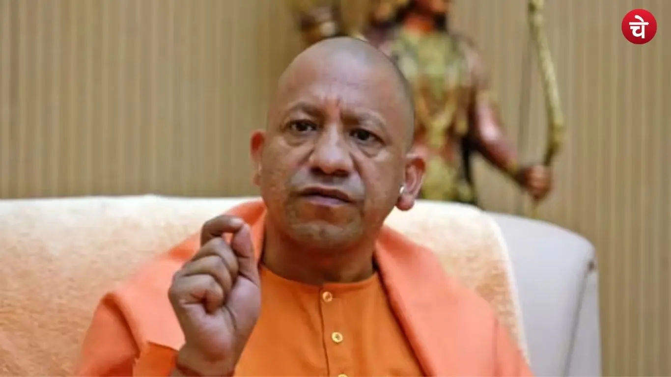 yogi (28)