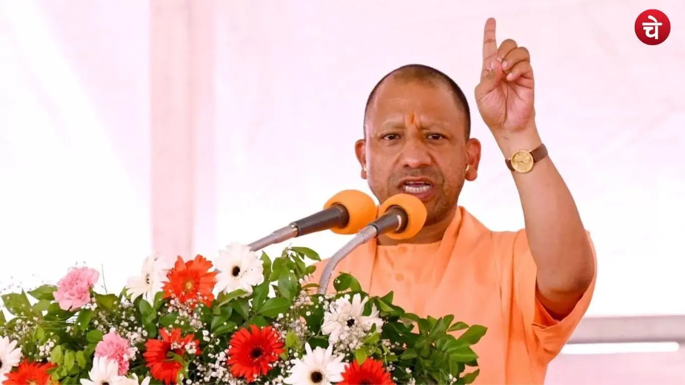yogi (29)
