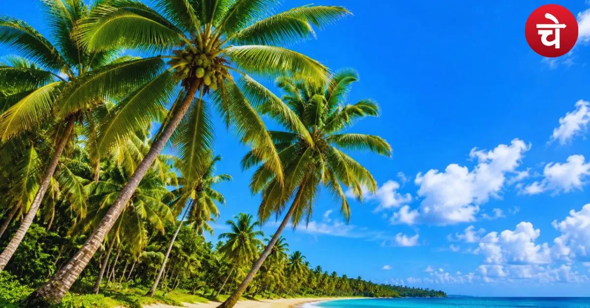 Coconut Tree