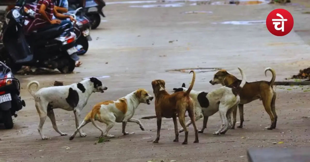 Noida Dog Shelter