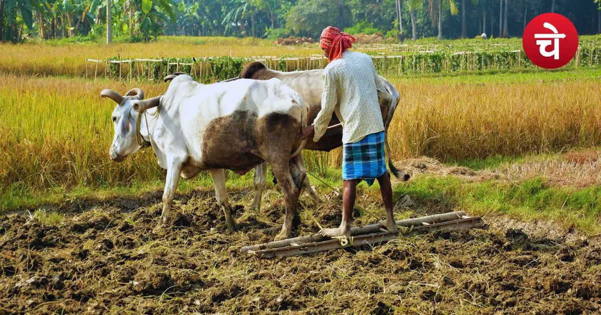 Sudha Dairy Scheme