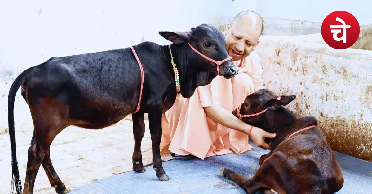 UP Cow Subsidy Scheme 2026