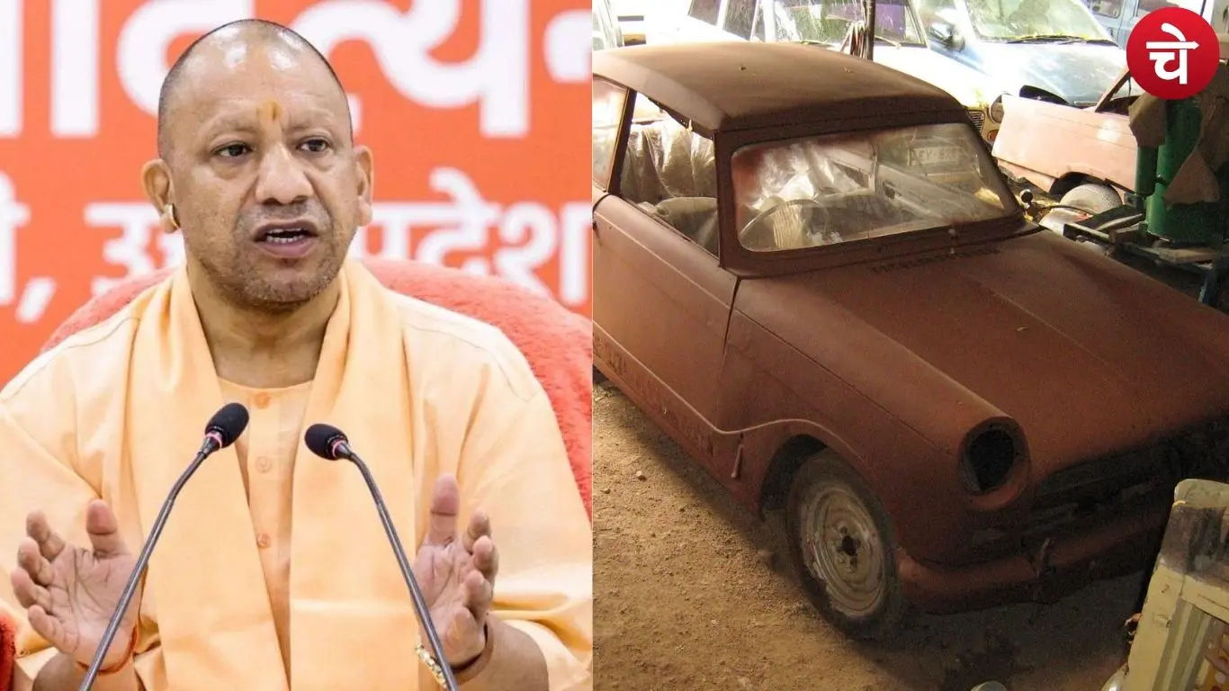 yogi