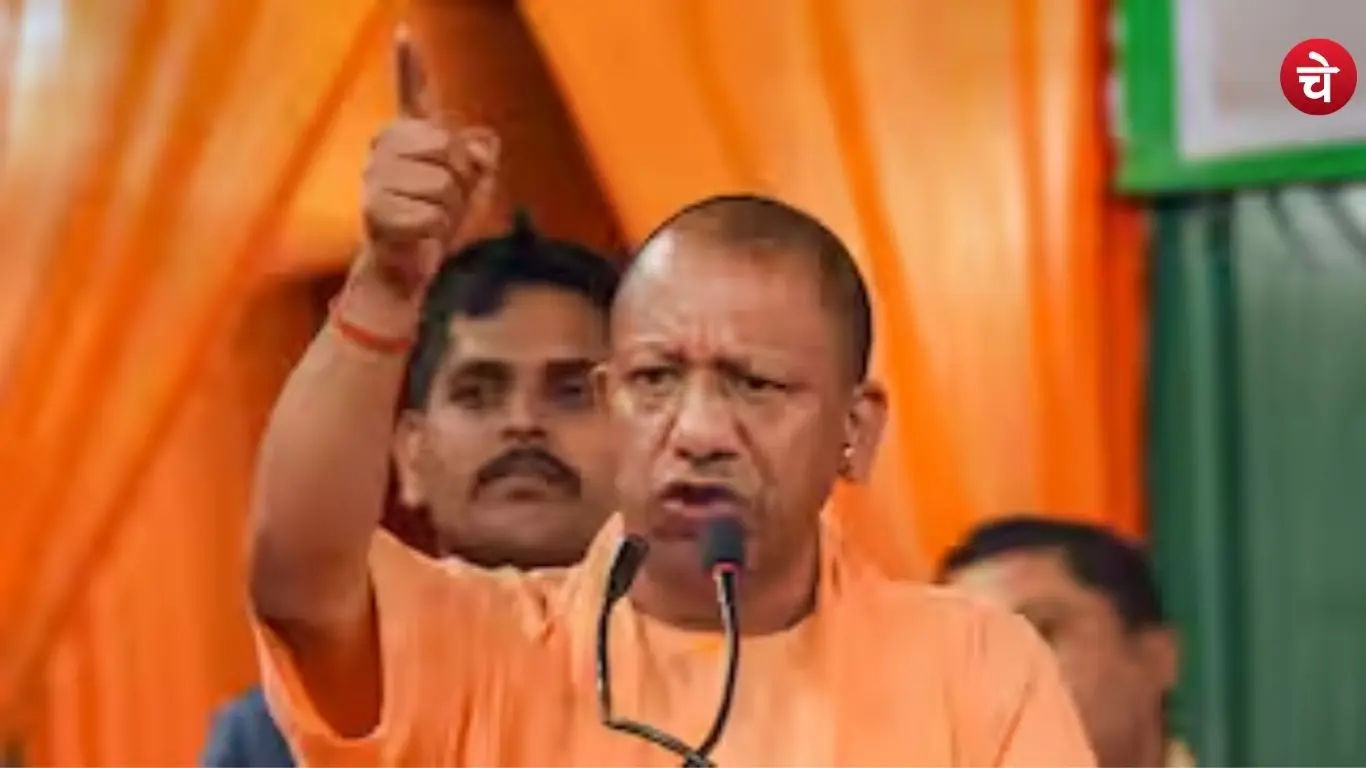 yogi (33)