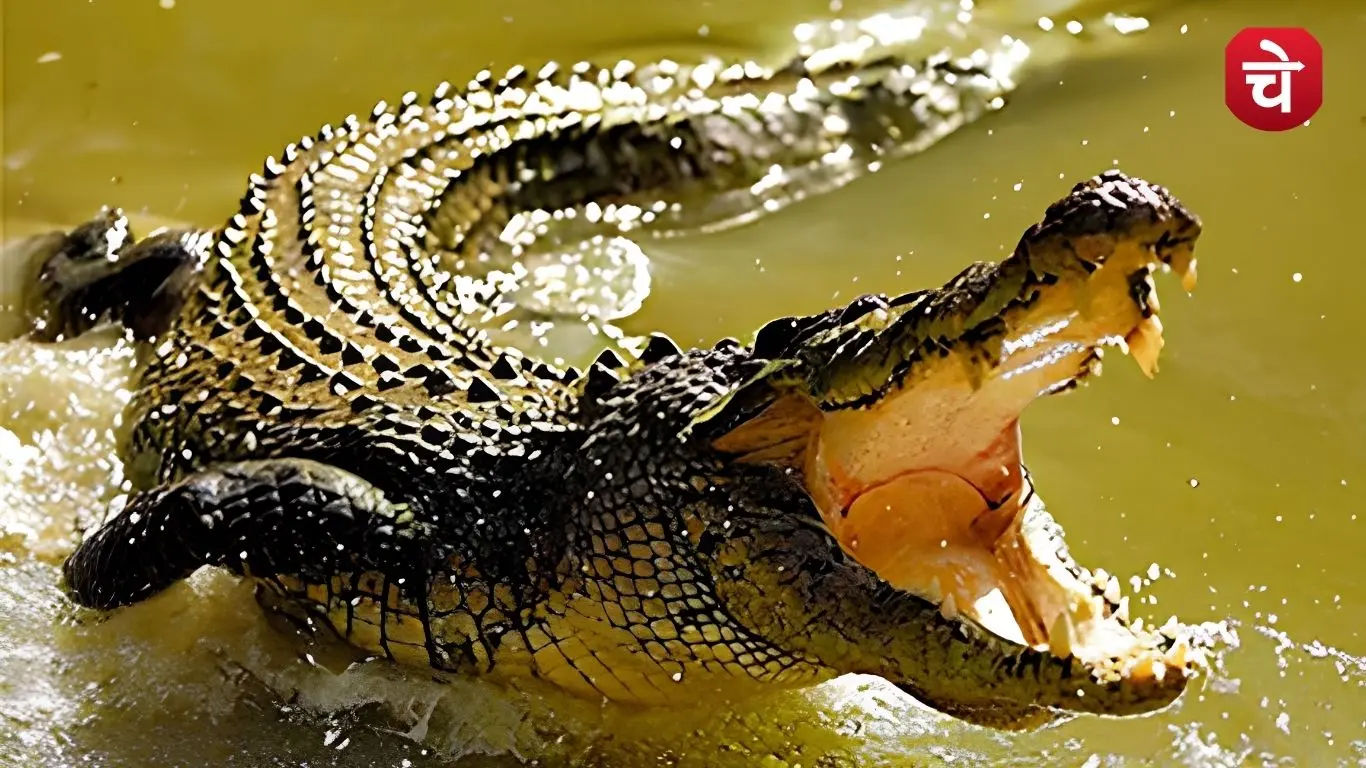 Crocodile attack