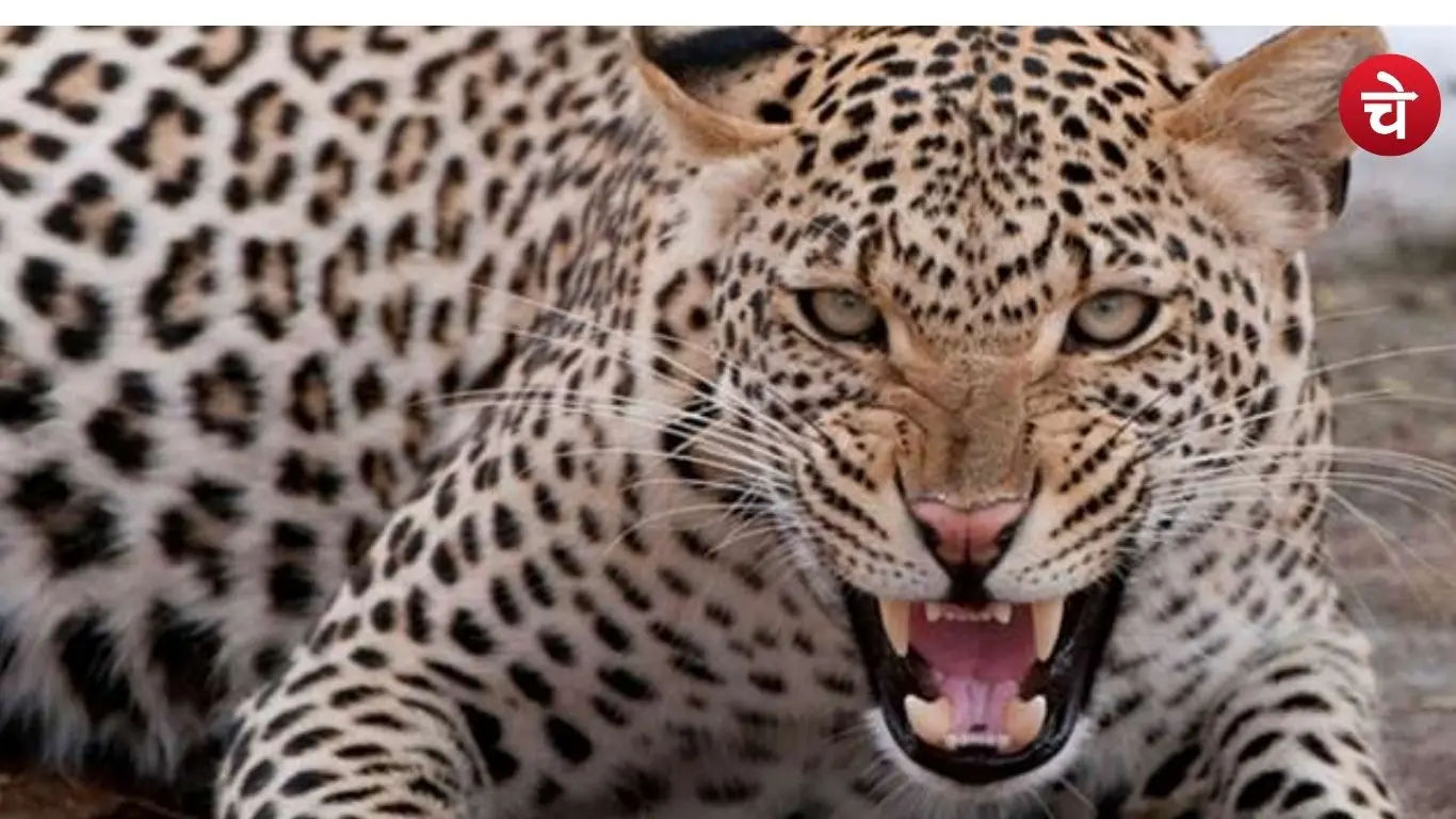 Leopard Bahraich