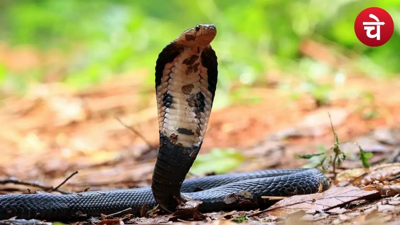 Snake