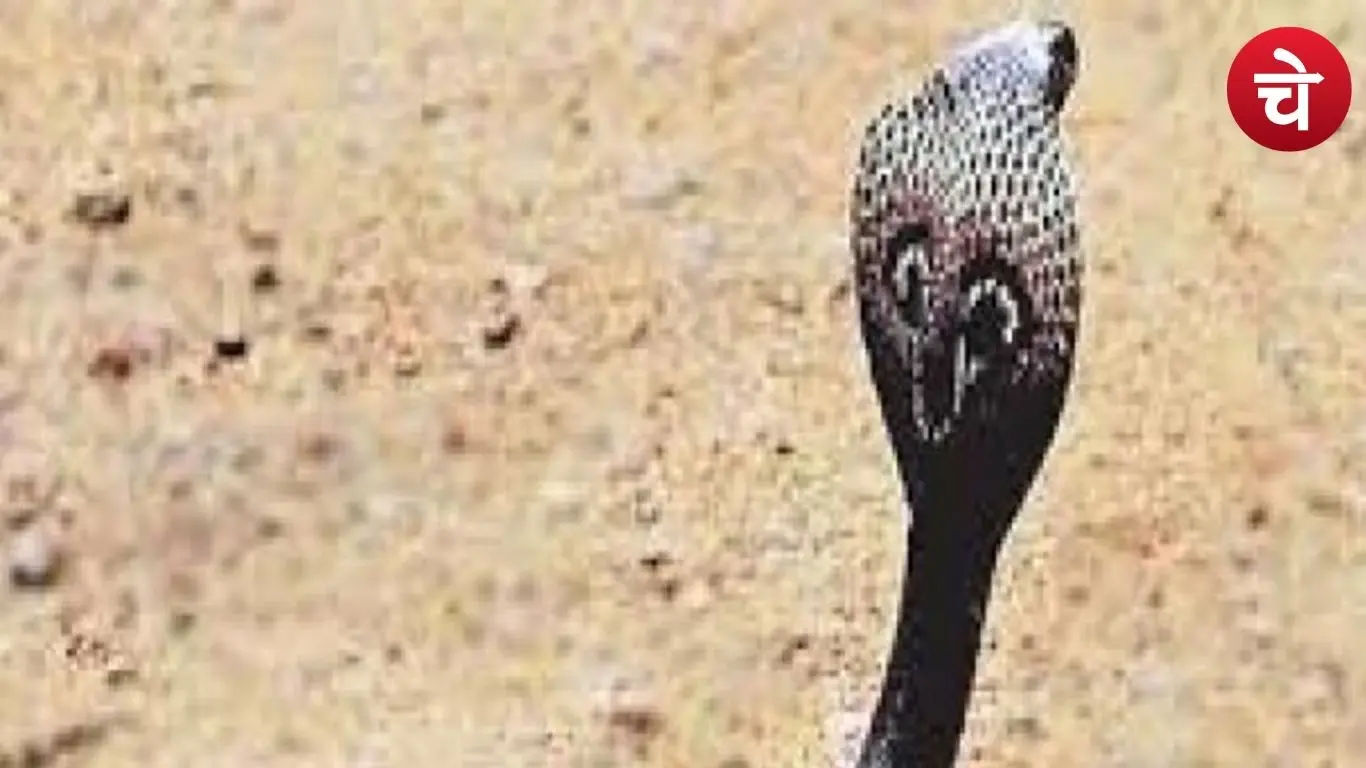 Snake