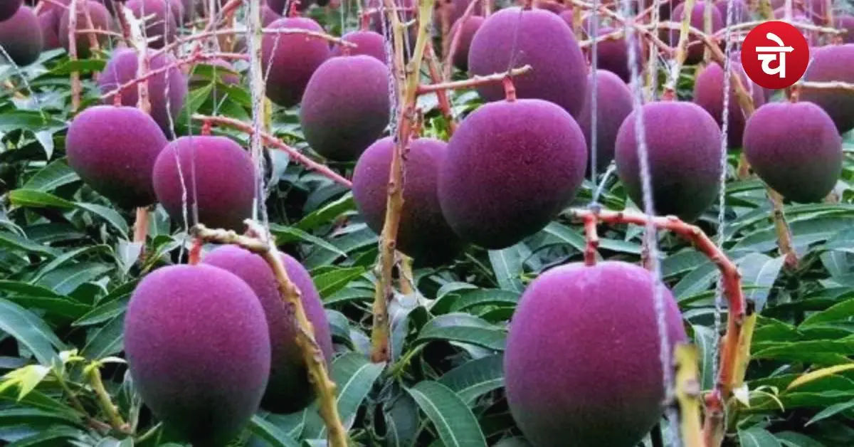 miyazaki mango